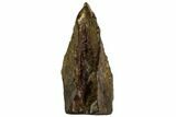 Triceratops Shed Tooth - Montana #109095-1